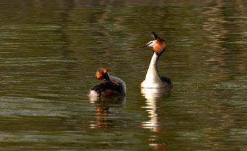 Haubentaucher [Podiceps cristatus cristatus]