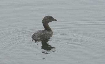 Pied-billed grebe [Podilymbus podiceps podiceps]