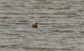 Little grebe [Tachybaptus ruficollis albescens]