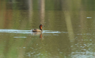 Zwergtaucher [Tachybaptus ruficollis capensis]