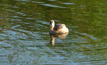 Little grebe [Tachybaptus ruficollis ruficollis]