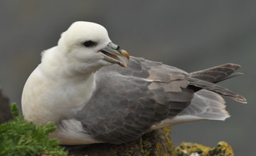 Northern fulmar [Fulmarus glacialis auduboni]