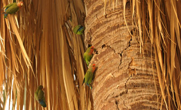 Rosy-faced lovebird [Agapornis roseicollis roseicollis]