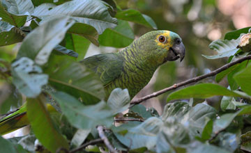 Blue-fronted amazon [Amazona aestiva]