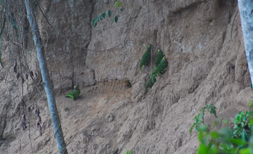 Mealy amazon [Amazona farinosa]