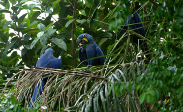 Hyacinth macaw [Anodorhynchus hyacinthinus]