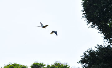 Blue-and-yellow macaw [Ara ararauna]