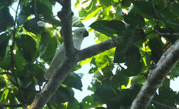 Timor-Gelbwangenkakadu [Cacatua sulphurea parvula]