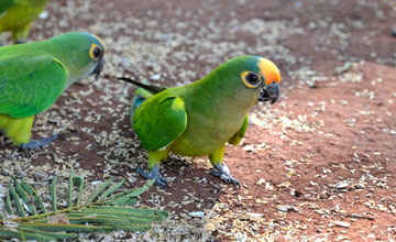 Peach-fronted parakeet [Eupsittula aurea]