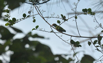 Sri lanka hanging parrot [Loriculus beryllinus]