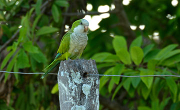 Monk parakeet [Myiopsitta monachus]