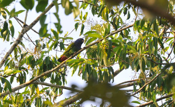 Blue-headed parrot [Pionus menstruus menstruus]