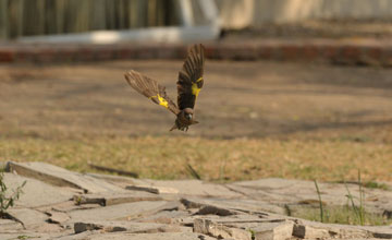 Meyer's parrot [Poicephalus meyeri damarensis]