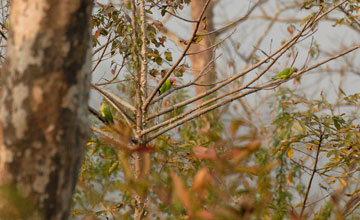 Plum-headed parakeet [Psittacula cyanocephala]