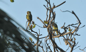 Alexandrine parakeet [Psittacula eupatria eupatria]