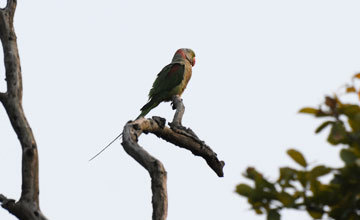 Alexandrine parakeet [Psittacula eupatria nipalensis]