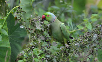 Indischer Halsbandsittich [Psittacula krameri manillensis]