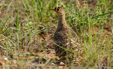 Double-banded sandgrouse [Pterocles bicinctus multicolor]