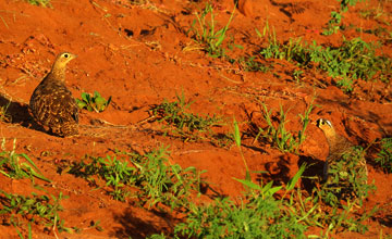 Black-faced sandgrouse [Pterocles decoratus decoratus]