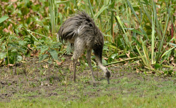 Nandu [Rhea americana americana]