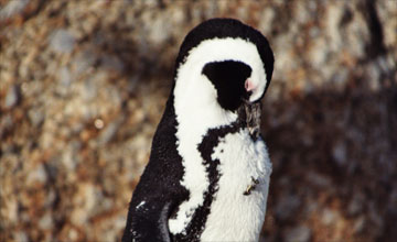 Brillenpinguin [Spheniscus demersus]