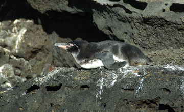 Galápagos-Pinguin [Spheniscus mendiculus]
