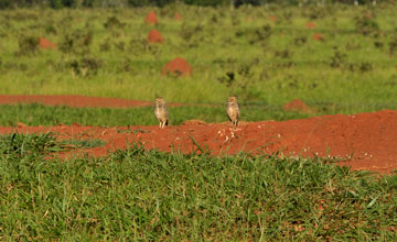 Kaninchenkauz [Athene cunicularia grallaria]