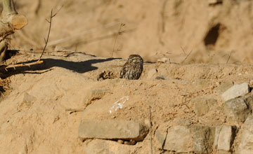 Steinkauz [Athene noctua vidalii]