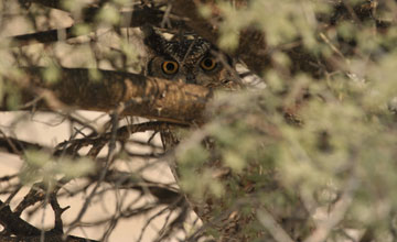 Fleckenuhu [Bubo africanus]