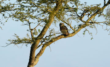 Milchuhu [Bubo lacteus]