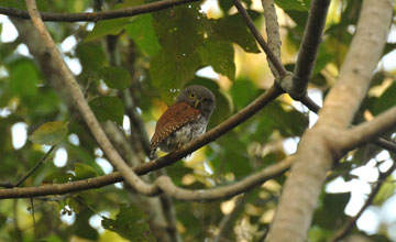 Chestnut-backed owlet [Glaucidium castanotum]