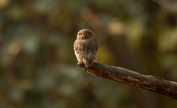 Jungle owlet [Glaucidium radiatum radiatum]