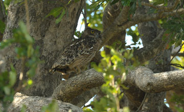 Sri lankan brown fish owl [Ketupa zeylonensis zeylonensis]