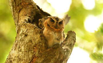 Indian scops owl [Otus bakkamoena bakkamoena]