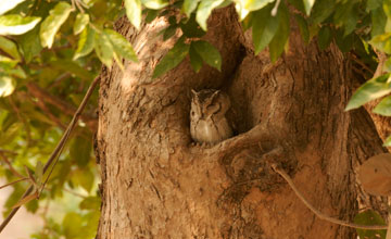 Indian scops-owl [Otus bakkamoena marathae]