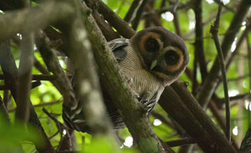 Brown wood owl [Strix leptogrammica ochrogenys]