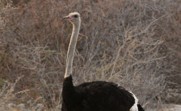 Südafrikanischer Strauss [Struthio camelus australis]