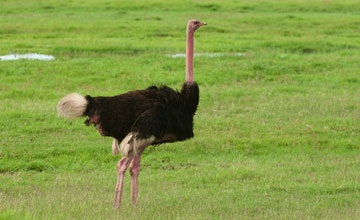 Masai ostrich [Struthio camelus massaicus]