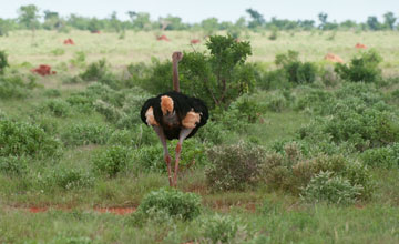 Somalistrauss [Struthio molybdophanes]