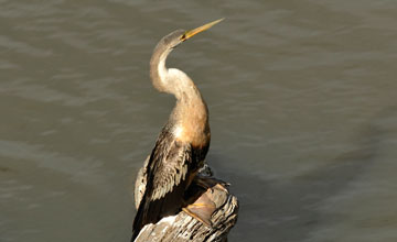 Amerikanischer Schlangenhalsvogel [Anhinga anhinga anhinga]