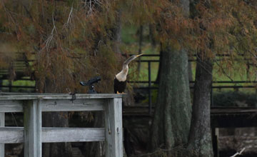 Anhinga [Anhinga anhinga leucogaster]