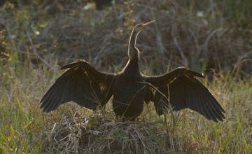 Oriental darter [Anhinga melanogaster]