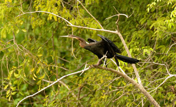 African darter [Anhinga rufa rufa]