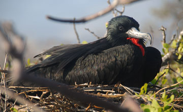 Prachtfregattvogel [Fregata magnificens]