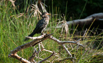 Riedscharbe [Microcarbo africanus]