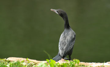 Mohrenscharbe [Microcarbo niger]