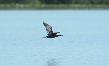 Pygmy cormorant [Microcarbo pygmeus]