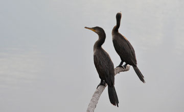 Olivenscharbe [Phalacrocorax brasilianus brasilianus]