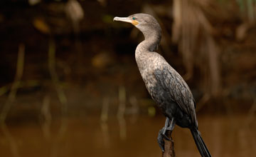 Olivenscharbe [Phalacrocorax brasilianus mexicanus]