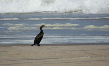 Cape cormorant [Phalacrocorax capensis]